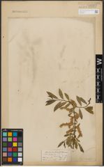 Foto von Salix tenuijulis Ledeb.
